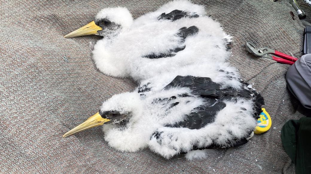 Mláďata čápů černých na ornitology při kroužkování bručí
