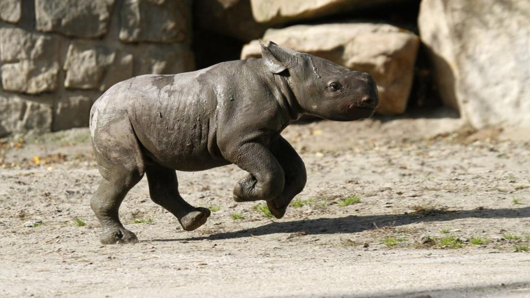 Mládě nosorožce v ZOO Dvůr Králové