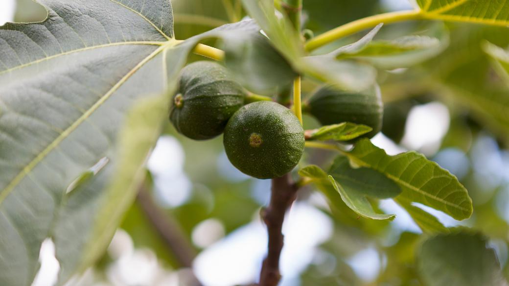 Plody fíkovníku na stromě