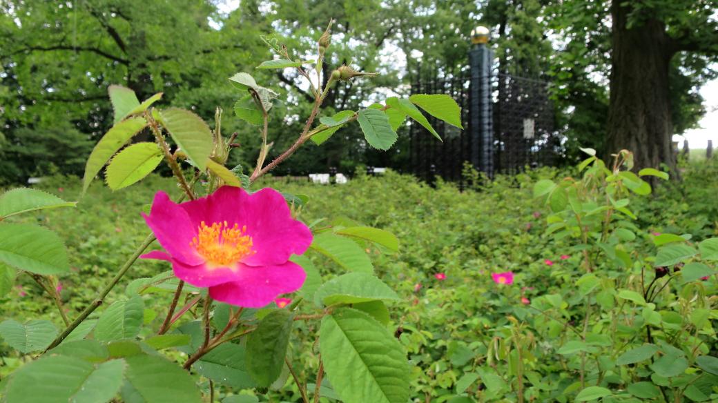 Galské růže na Růžovém paloučku u obce Újezdec