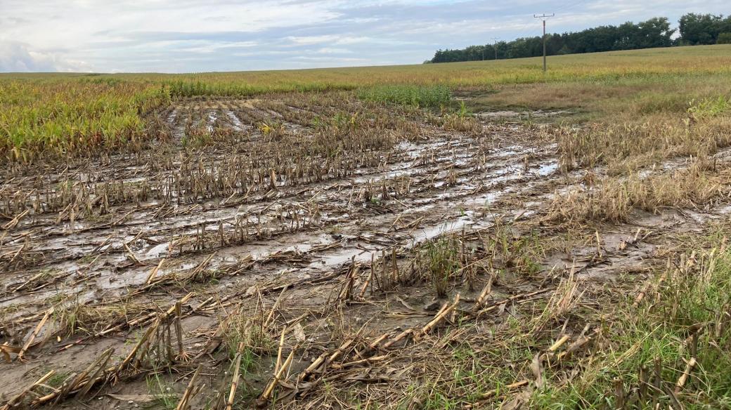Časté deště komplikují sklizeň kukuřice