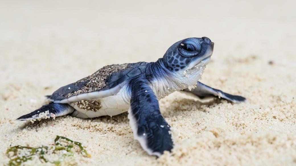 Roztomilé želví mládě vyráží z pláže do moře