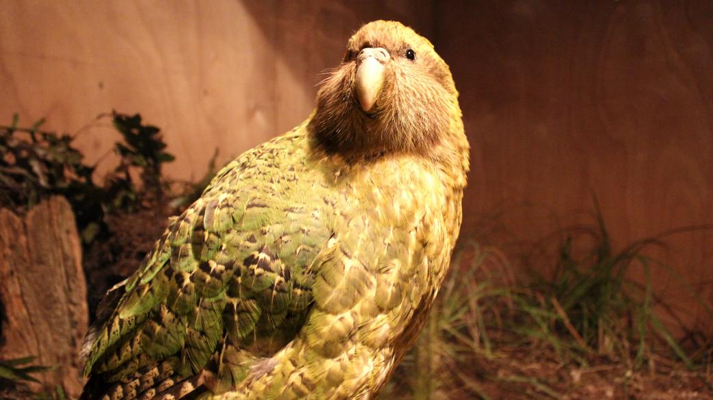 Kakapo soví je zvláštní papoušek