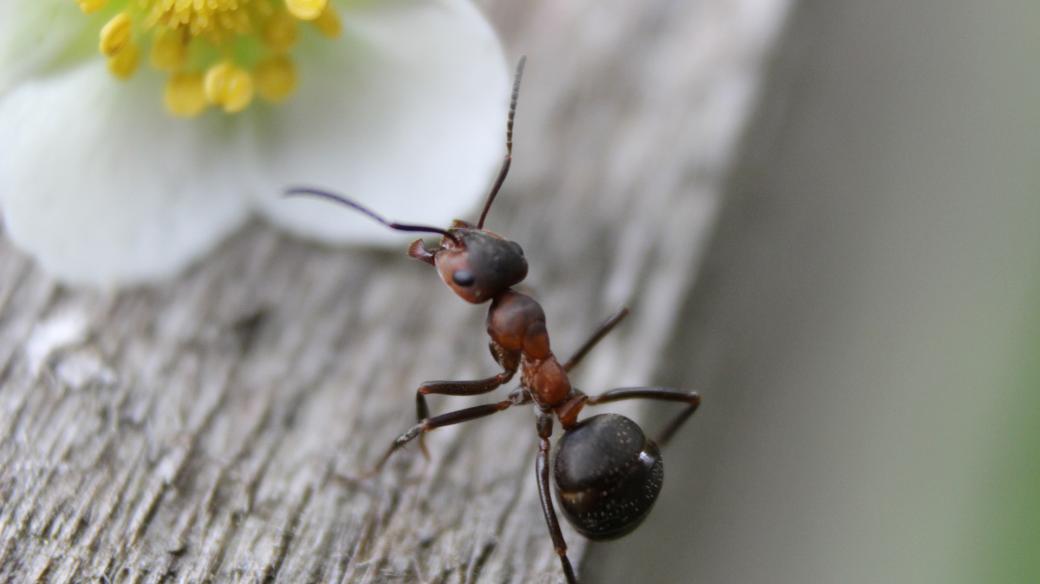 Mravenec (ilustrační foto) 