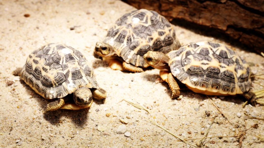 Safari park získal kriticky ohrožené želvy pavoukovité. Až půl roku dlouhé období „prospí“