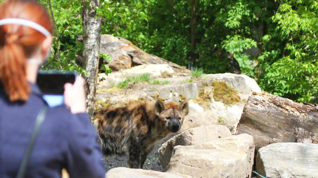 Hyeny skvrnité Barak a Spoty si v Safari Parku Dvůr Králové užívají nový výběh