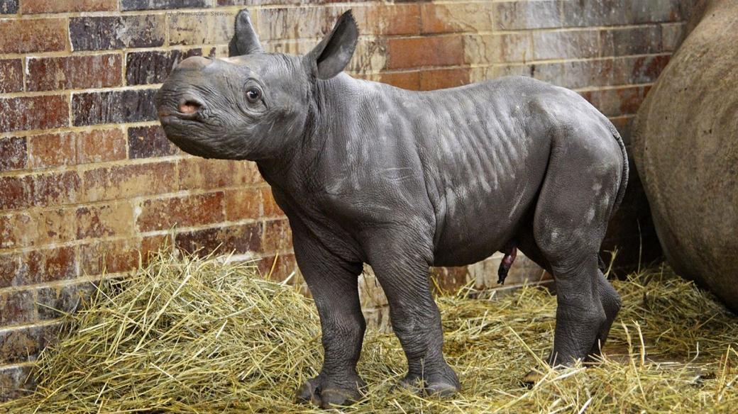 Světový unikát: ve dvorském safari parku se narodilo třetí mládě nosorožce dvourohého za jediný rok