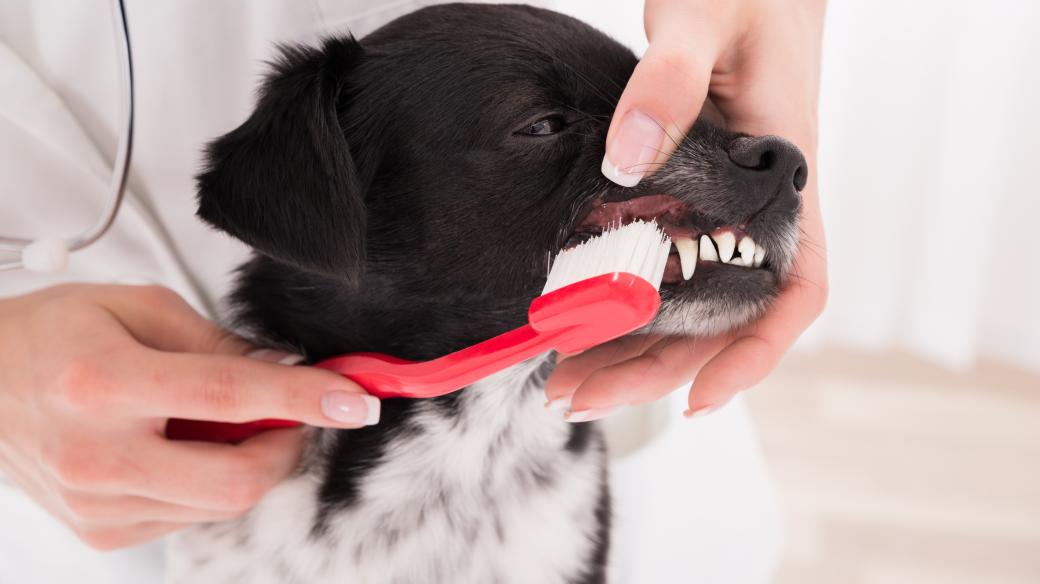 Čištění zubů je u psů stejně důležité jako u lidí