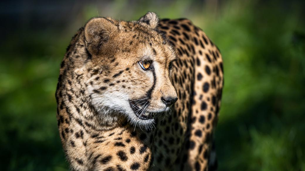 Gepard Demba jako posila v šelminci dvorského safari parku