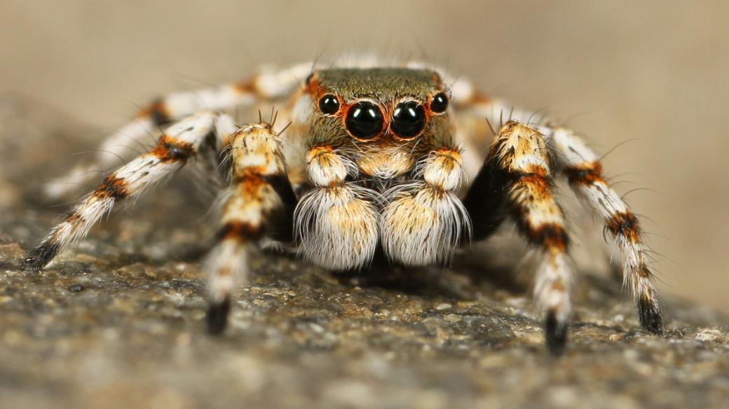 I pavouk může být roztomilý, co říkáte?
