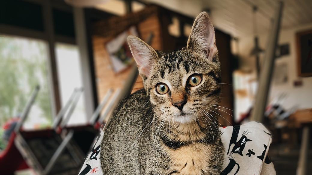 Kočka v kočičí kavárně v Pardubicích