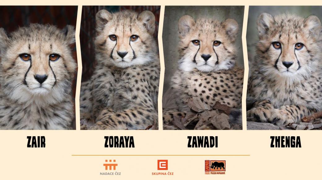 Zair, Zawadi, Zhenga a Zoraya - to jsou jména čtyř právě půlročních mláďat geparda