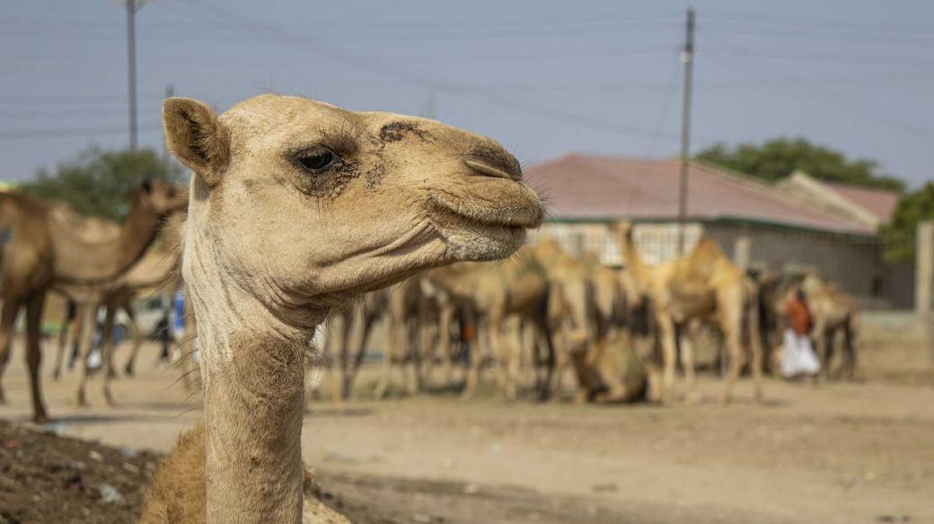 Tržiště v Somalilandu nabízí denně stovky až tisíce velbloudů