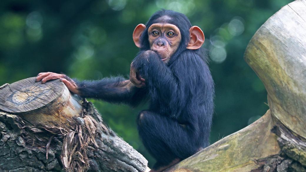 Mládě šimpanze v plzeňské zoo