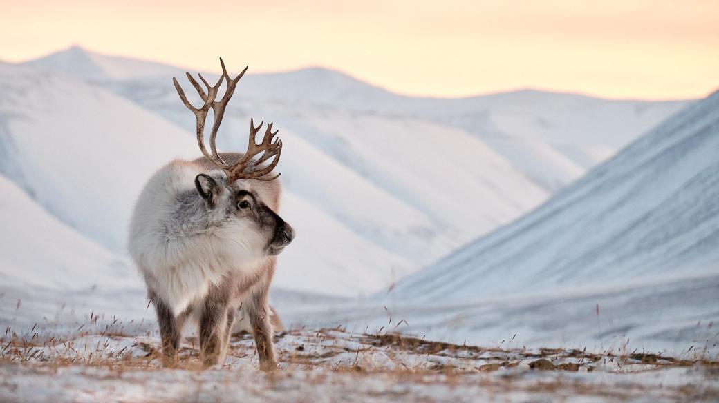 Michal Krause miluje focení arktické přírody. Na obrázku sob špicberský, nejmenší poddruh soba polárního