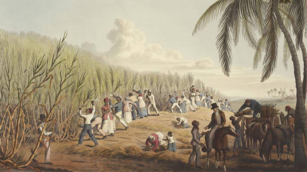 Otroci na plantáži s cukrovou třtinou