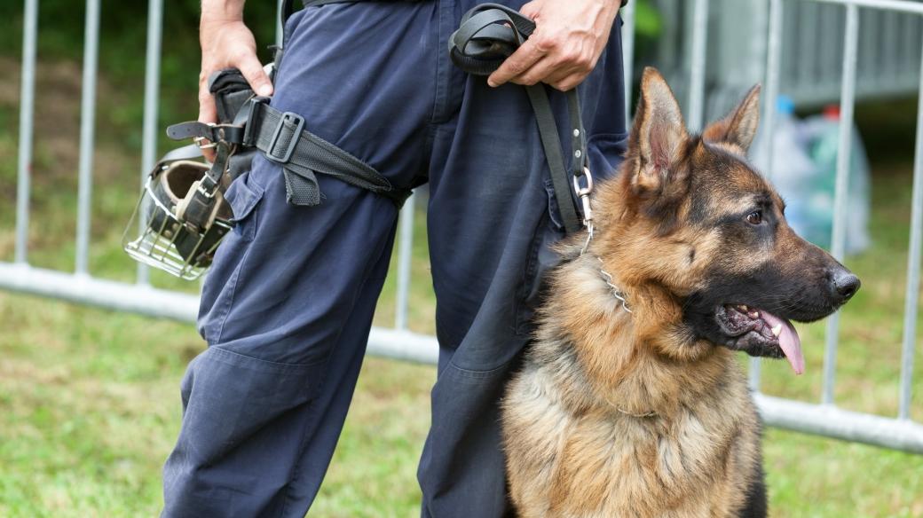 Policejní psovod s německým ovčákem