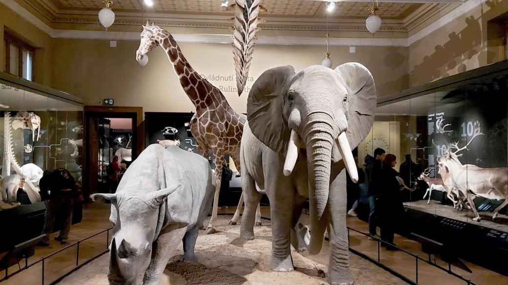 Mezi největší exponáty patří žirafa a slon, kteří v muzeu museli zůstat i během rekonstrukce