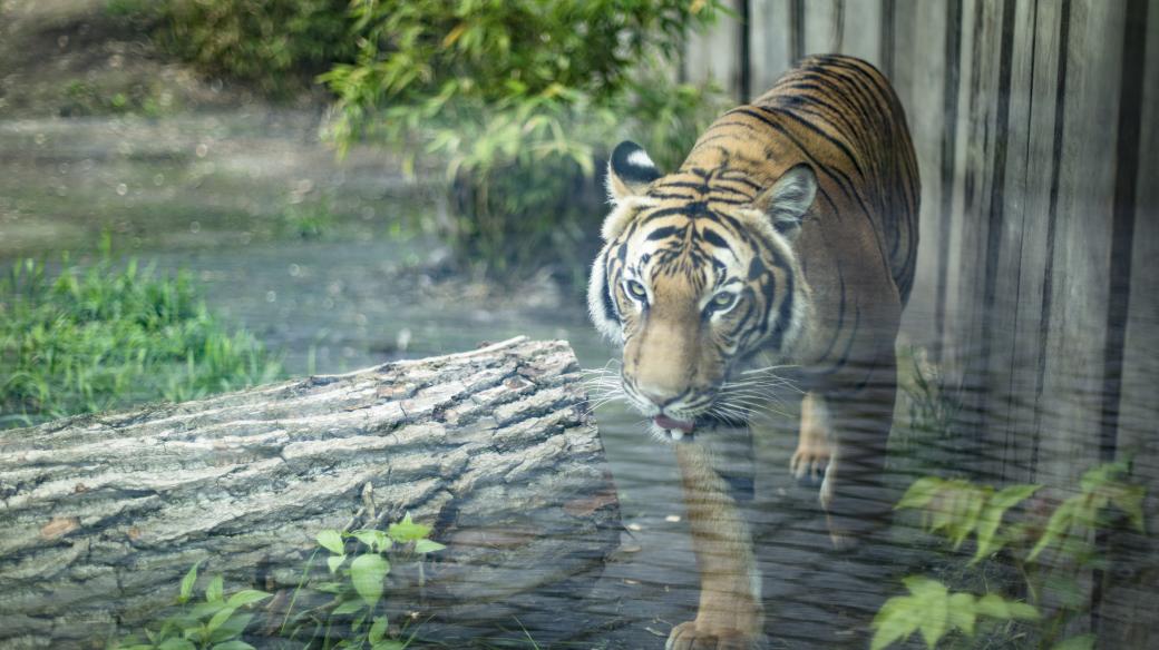 Tygr Bulan v ústecké zoo