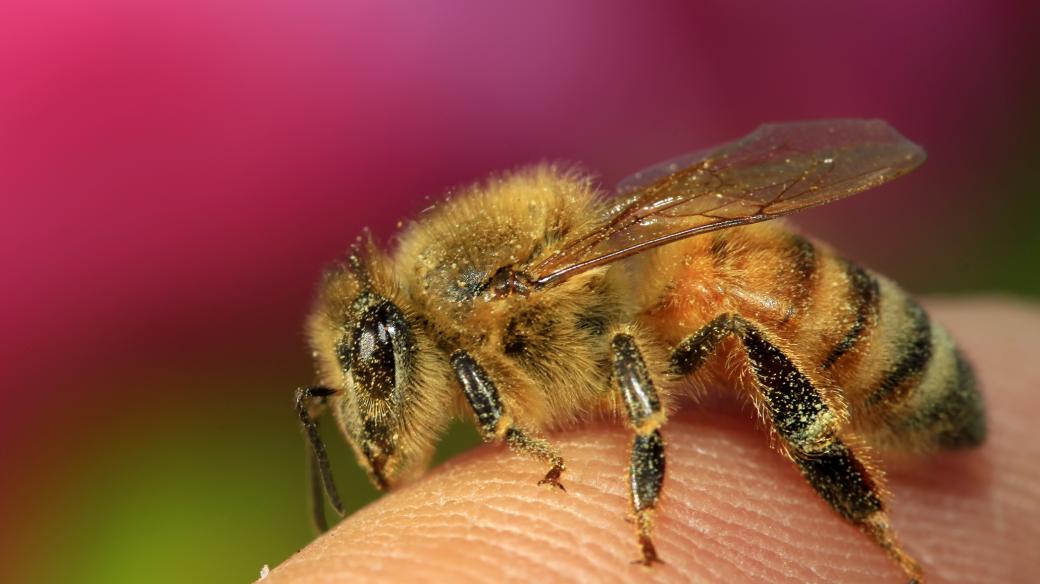 Když včela medonosná použije své žihadlo, zemře