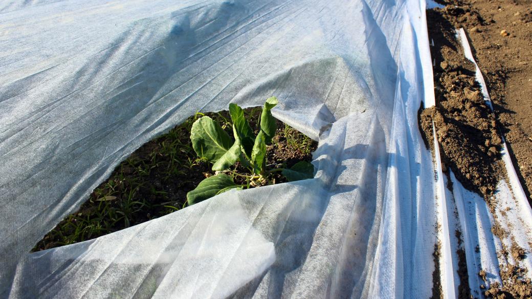 Bílá netkaná textilie pomůže ochránit saláty i květák