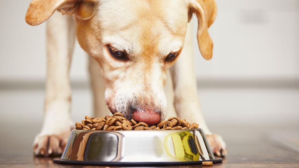 Pes, krmení, domácí mazlíček, krmivo pro psy, granule, ilustrační foto