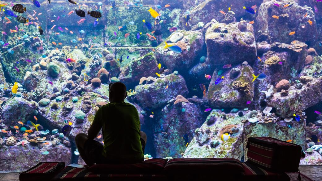 Hotel Atlantis, který vám nabídne pokoje s výhledem do světa mořských ryb najdete v Dubaji