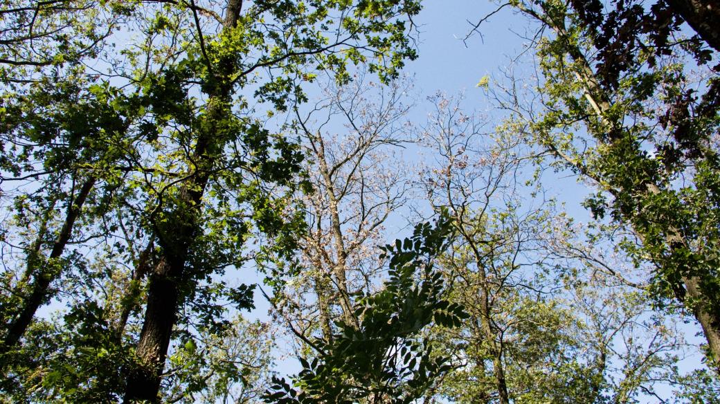 Tyto duby lesníci ještě letos pokácí. Rostou pod nimi třešně nebo břízy. Holiny proto nevzniknou