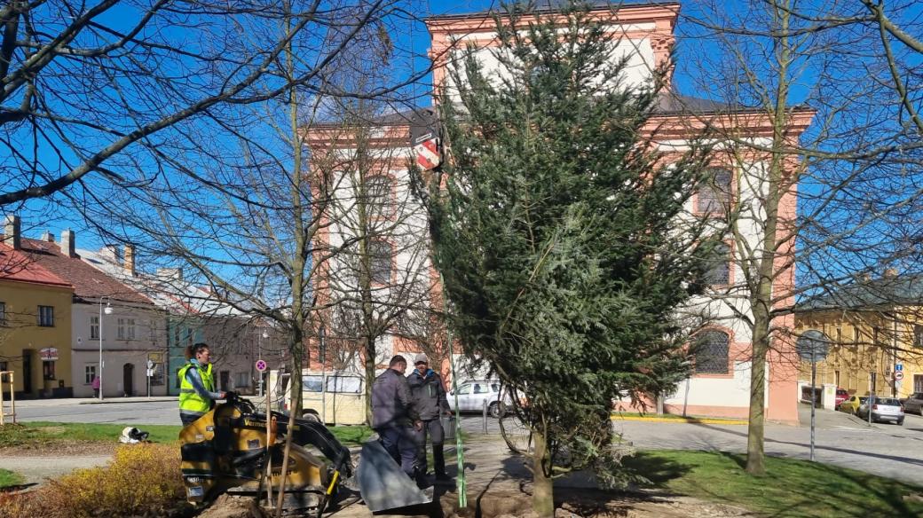 V Polné vysadili nový vánoční strom