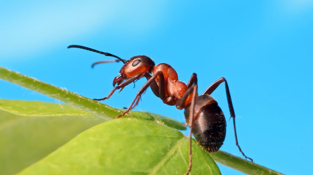 Mravenci jsou zajímaví tvorečci