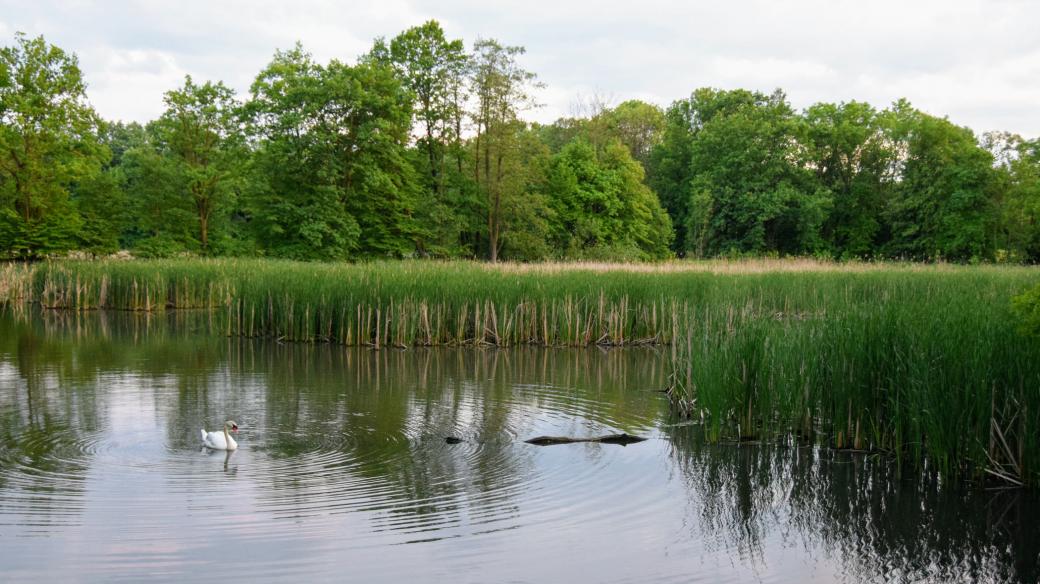 Zimní rybník u Polanky nad Odrou je domovem pro desítky žab