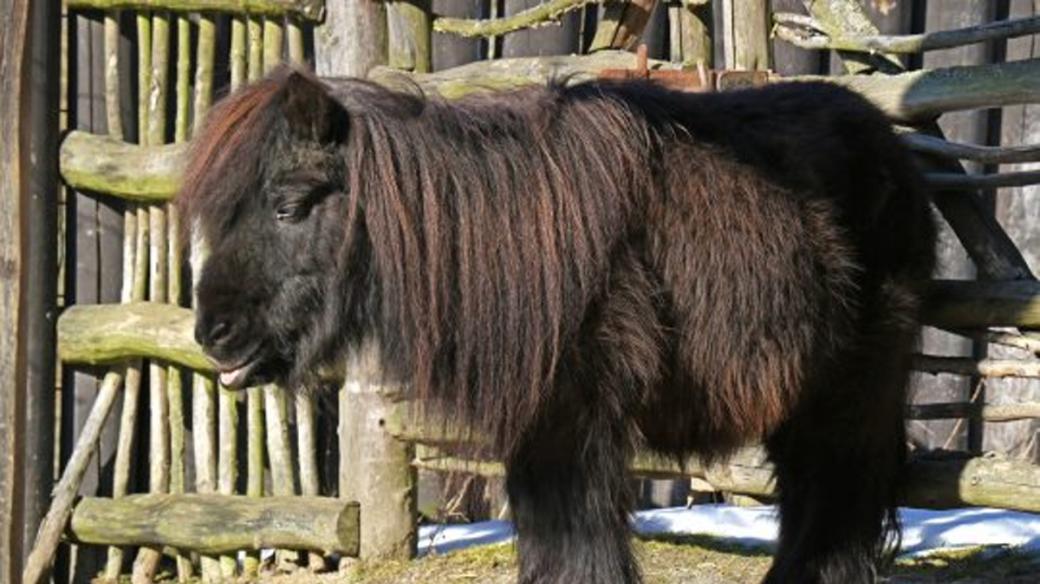 Shetlandský pony, Zoologická zahrada Jihlava