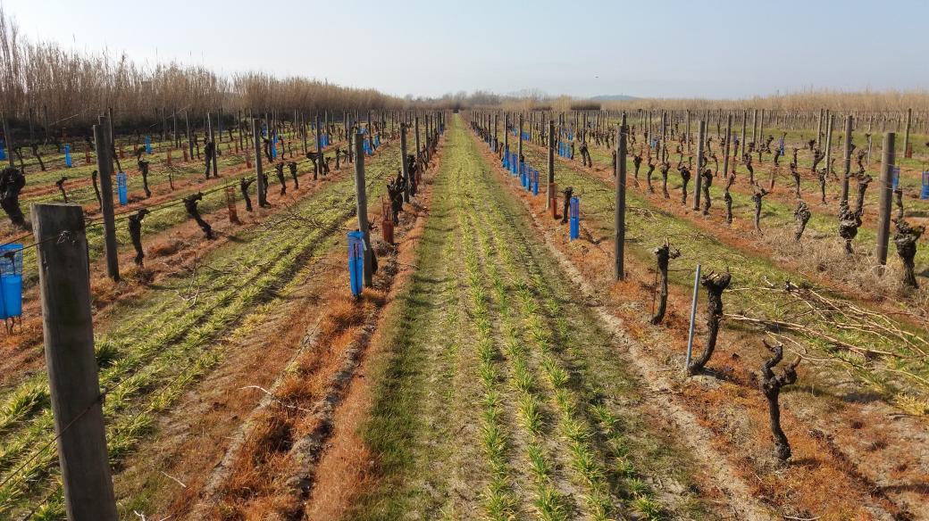 Experimentální vinice s písčitou půdou v jižní Francii