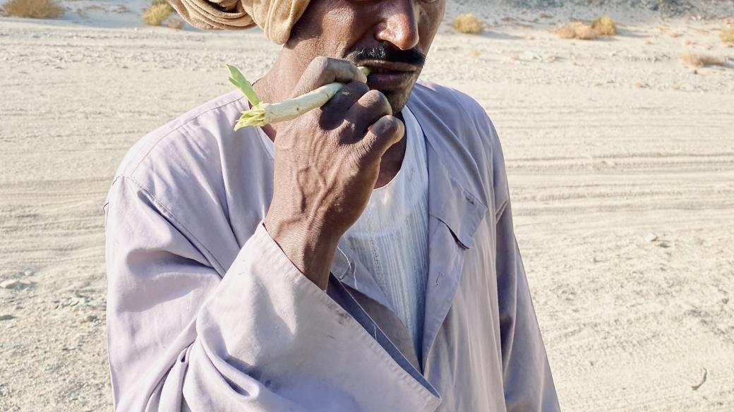 Ve Wádí Džimá rostou keře arák, z jehož větviček si Beduíni dělají zubní kartáčky