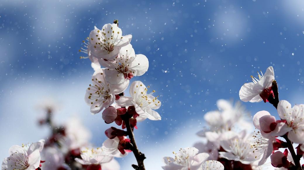 Jaro, květ, strom, příroda (ilustrační foto)