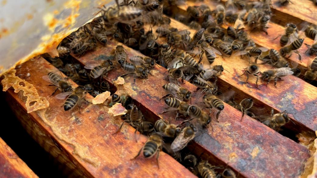 Spokojené včely v odkrytém úle a s dostatkem medových plástů