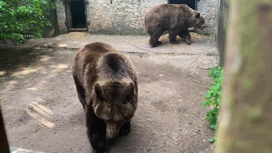 Medvědi Dáša a Ludvík na zámku v Náchodě
