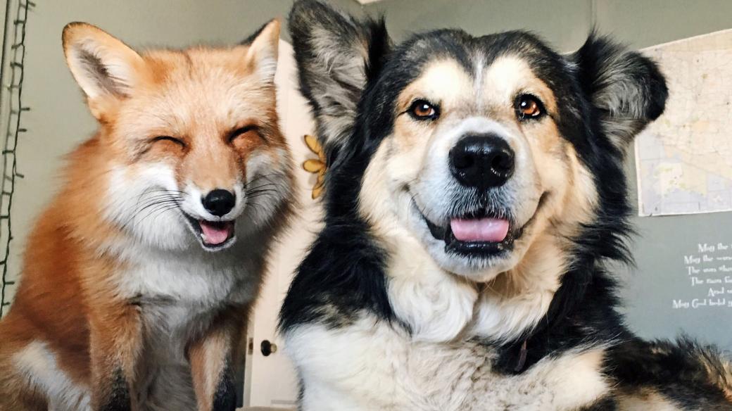 Liška Juniper a její parťák pes Moose