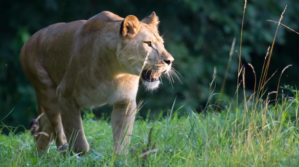 Lvice Khalila v Safari Parku Dvůr Králové