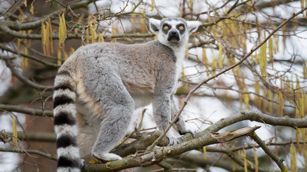 V Safari Parku Dvůr králové ožívá znovu na jaře Ostrov lemurů