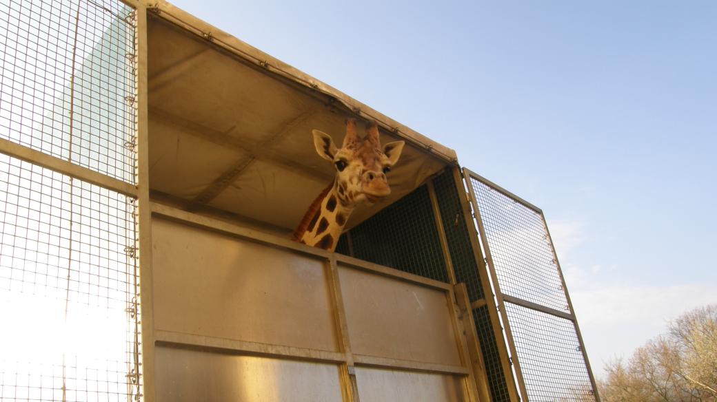Žirafy z Ústi na cestě do Poznaně 2012