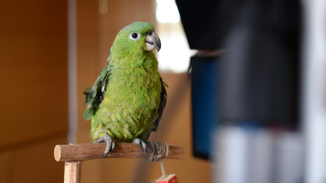 Papoušek Ricky je amazoňan modročelý