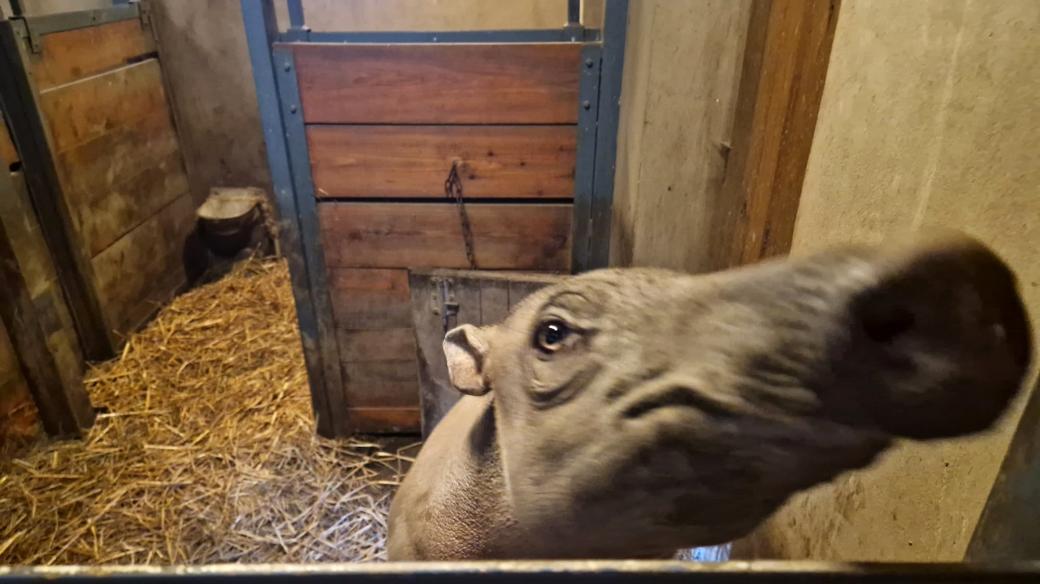 Jihlavská zoo je jediná v Česku, která chová babirusy