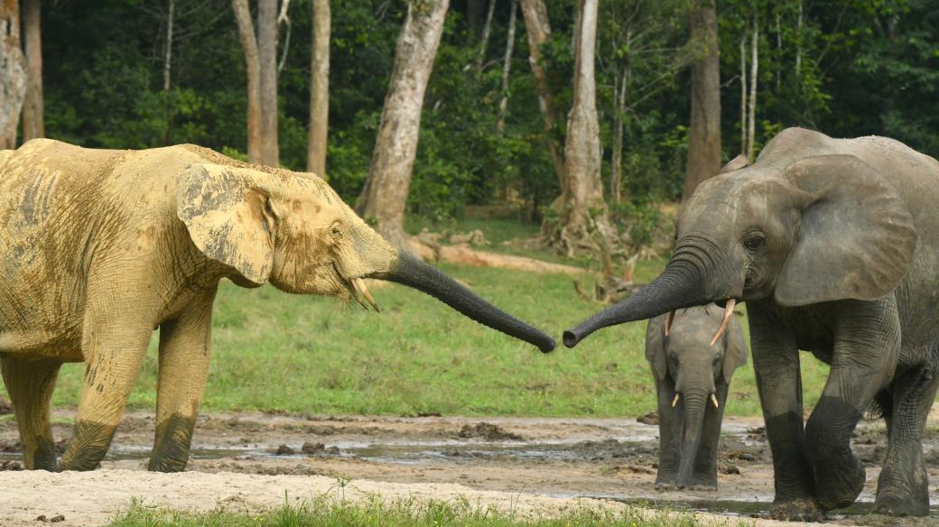 Slon savanový a pralesní ve střední Africe