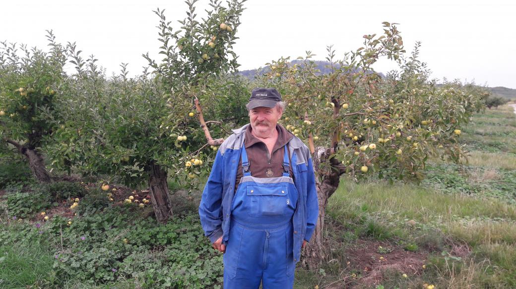 František Zíka, jeden z těch, kteří sklízejí jablka v Želkovicích u Loun.jpg