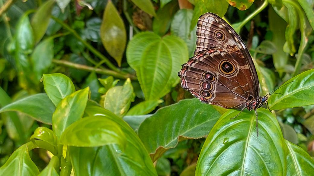 V Botanické zahradě Praha se koná tradiční výstava motýlů