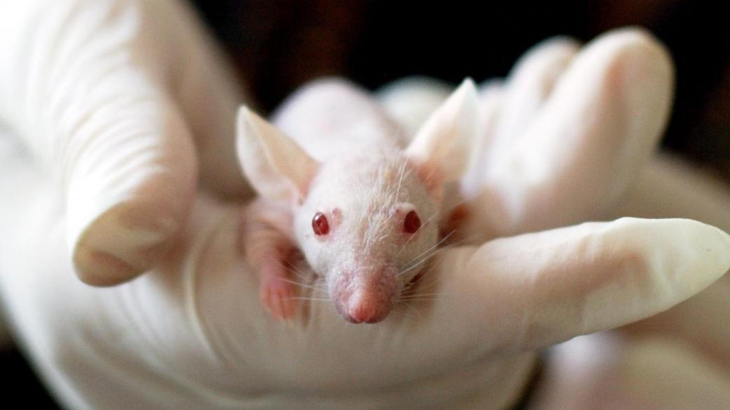 Devadesát osm procent myších genů se podobá genům člověka. I proto se myš už mnoho desítek let používá k vědeckým účelům