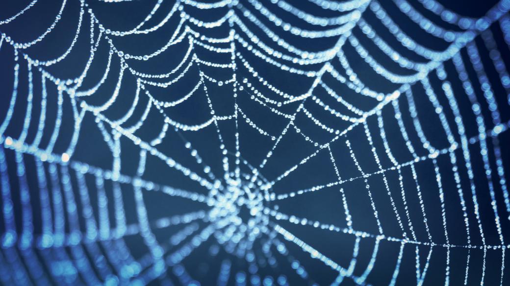 Proč pavouci tkají sítě?