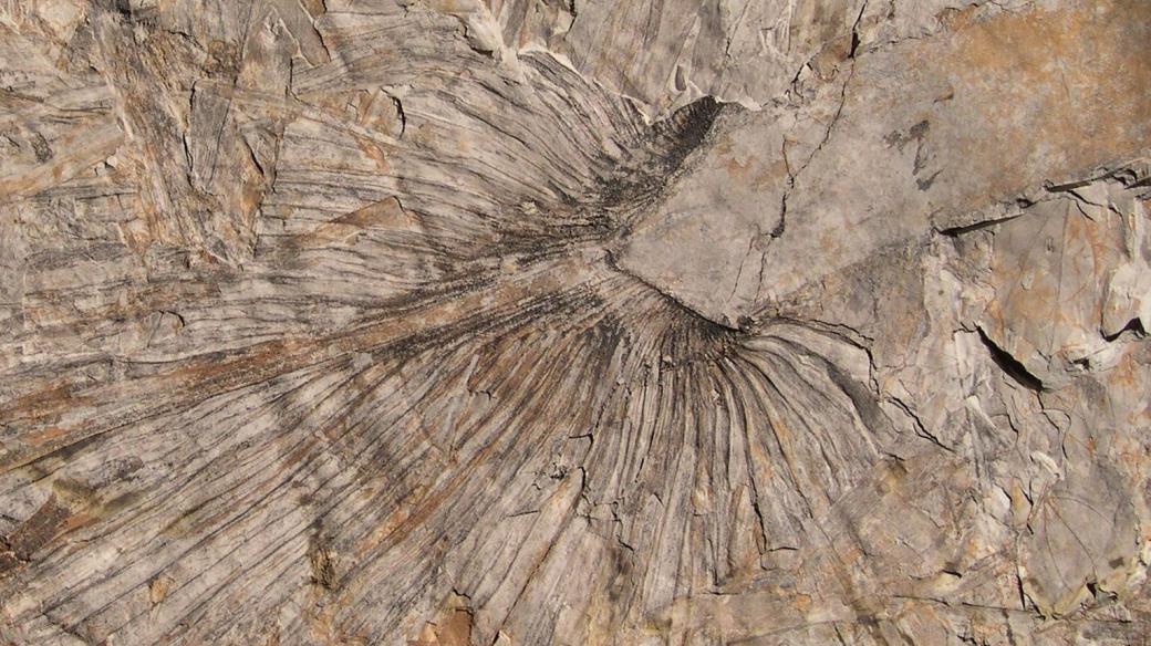 Fosilie třetihorní palmy druhu Sabal bilina ze severozápadních Čech