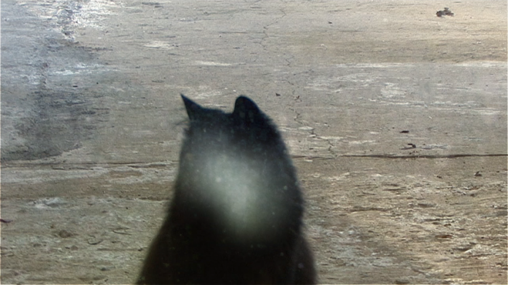 Still z videa Davida Přílučíka s názvem Kočka